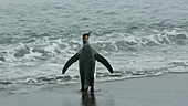 Penguin entering the sea