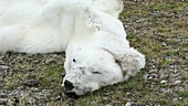 Dead polar bear