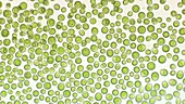 Chlamydomonas green algae