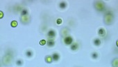 Chlamydomonas algae, light microscopy