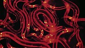 Caenorhabditis elegans nematodes