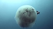 Jellyfish with brittle stars
