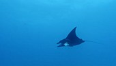 Manta ray