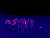 Bactrian camels, thermogram footage