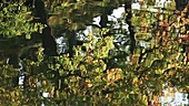 Oak trees reflected in water