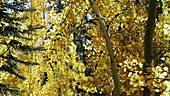 Quaking aspen trees in autumn