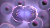 Mitosis in cell division, animation