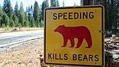 Bear sign, Yosemite