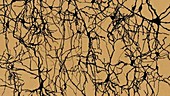 Nerve cells of the cerebral cortex