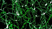 Neurons marked by fluorescence