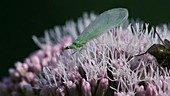Common green lacewing on plants