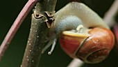 Garden snail on plant