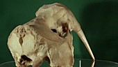 Walrus skull rotating