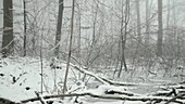 Forest in winter snow