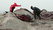 Measuring a beached sperm whale