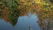 Pond in autumn