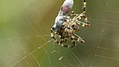 Cross spider with prey