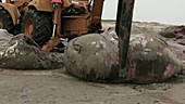 Disposing of beached sperm whale