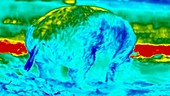 Thermographic footage of pig