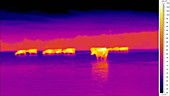 Thermographic timelapse of cows