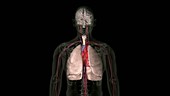 Lung cancer metastasis