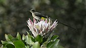 Male Cape sugarbird