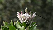 Male Cape sugarbird