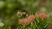 Female Cape sugarbird