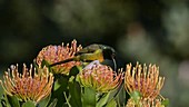 Orange-breasted sunbird