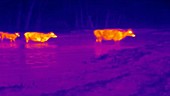 Thermographic of cows in river