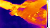 Thermographic of calf drinking