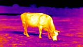 Thermographic of cow grazing