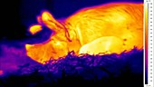 Thermographic of piglets and sow