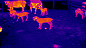 Thermographic of lambs