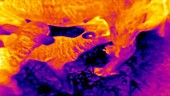 Thermographic of lambs