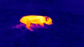 Thermographic of piglet