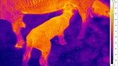 Thermographic of lamb suckling