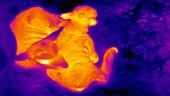 Thermographic of lambs