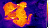 Thermographic of lambs