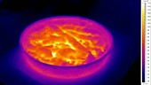 Thermographic timelapse of hot pie