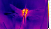 Thermographic of dragonfly