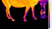 Thermographic of horse walking