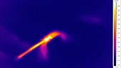 Thermographic of dragonfly