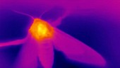 Thermographic of moth