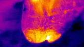 Thermographic of horse's nose