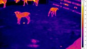 Thermographic of lambs