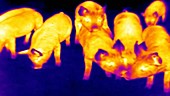 Thermographic of piglets