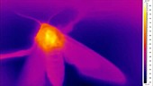 Thermographic of moth