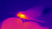 Thermographic of moth