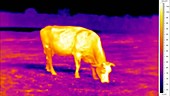 Thermographic of cow grazing